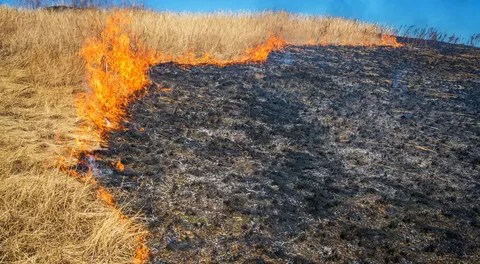 Have you noticed the increase in forest fires? Weed is the reason why
 Aitrend Have you noticed the increase in forest fires? Weed is the reason why
 Aitrend