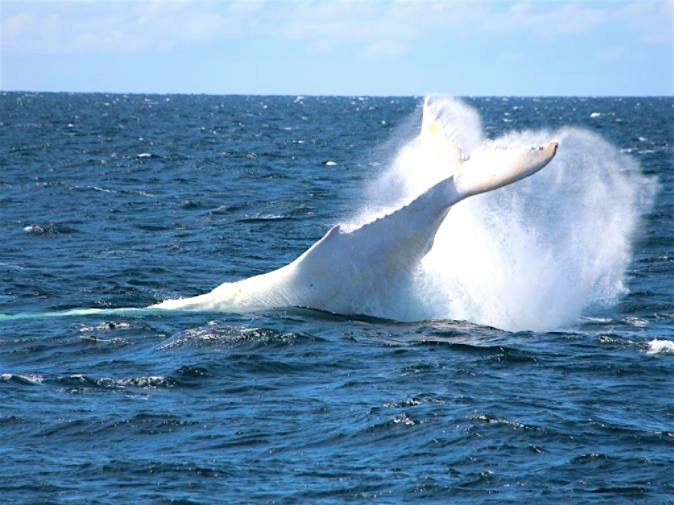 Une Baleine Blanche A Moorea Tntv Tahiti Nui Television