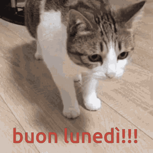 10 Gif Buon Lunedì Per Iniziare Una Nuova Settimana - Top10Immagini.it 640_x_640_gif