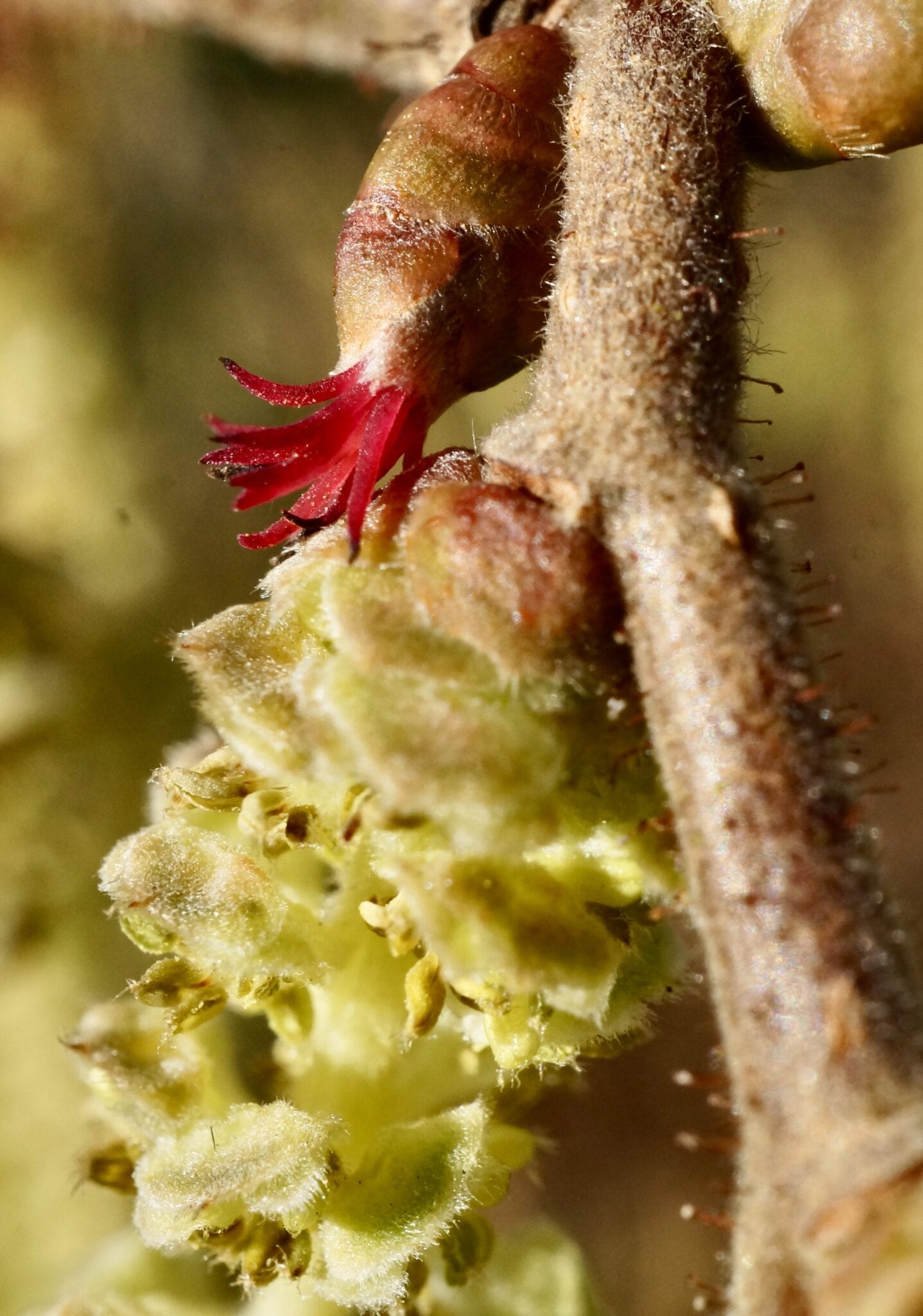 Hazel catkins