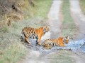 Dudhwa: A wilderness etched upon memory 