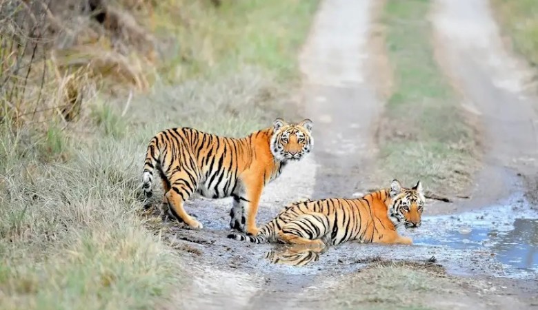 Dudhwa: A wilderness etched upon memory 