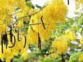 8 trees to plant for biodiversity