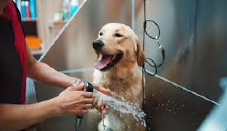 Bathe your dog the right way