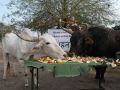 Rescued animals celebrate Diwali at Animal Rahat sanctuaries