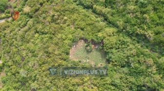 Megaoperacioni “Territor i pastër”, asgjësohen 1790 bimë kanabis në Shkodër