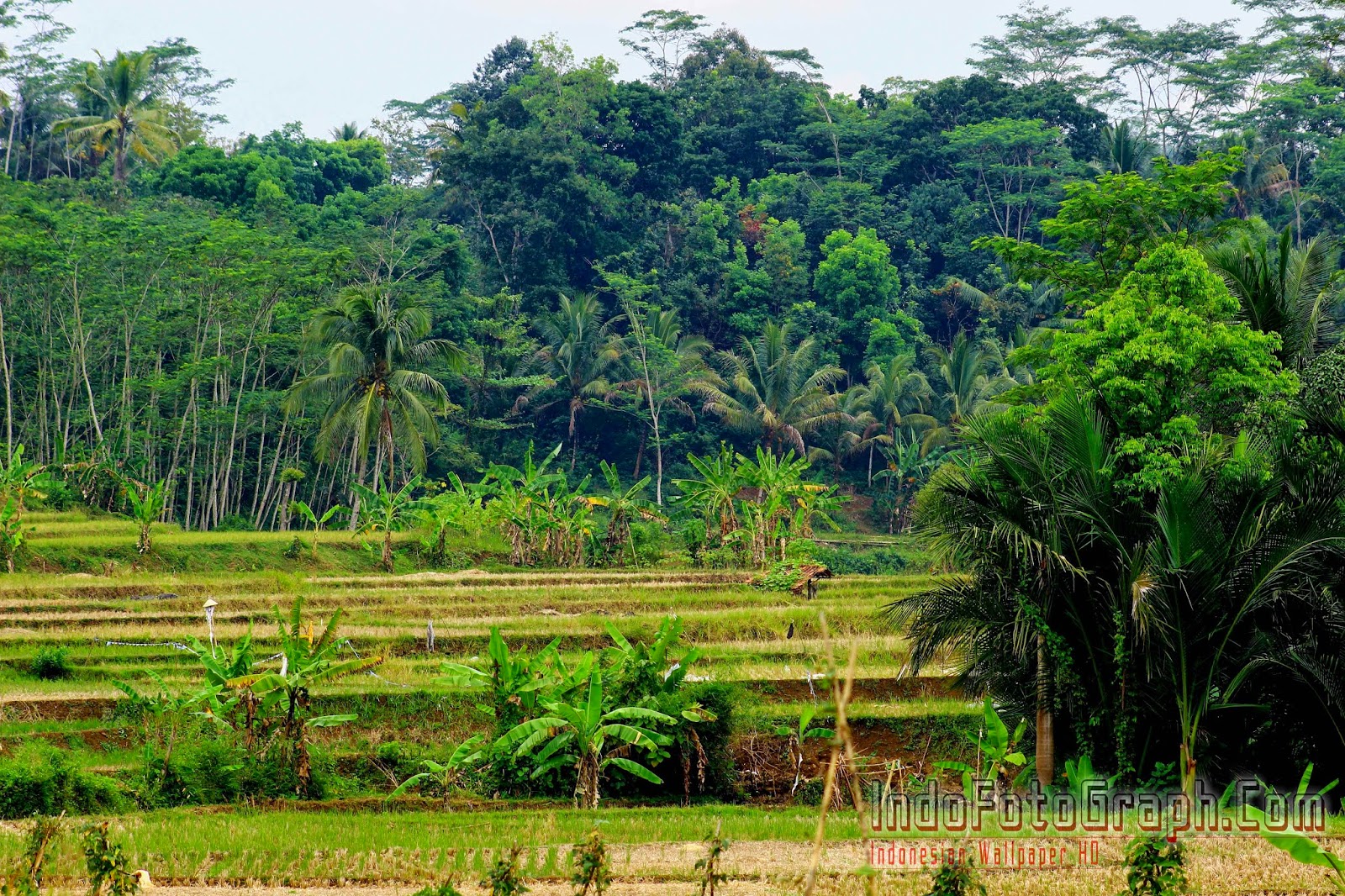 Wallpaper Pemandangan Indah,Vegetation,Nature,Plantation,Nature Reserve,Natural Landscape (#130613) - Wallpaperuse 1066_X_1600_jpg