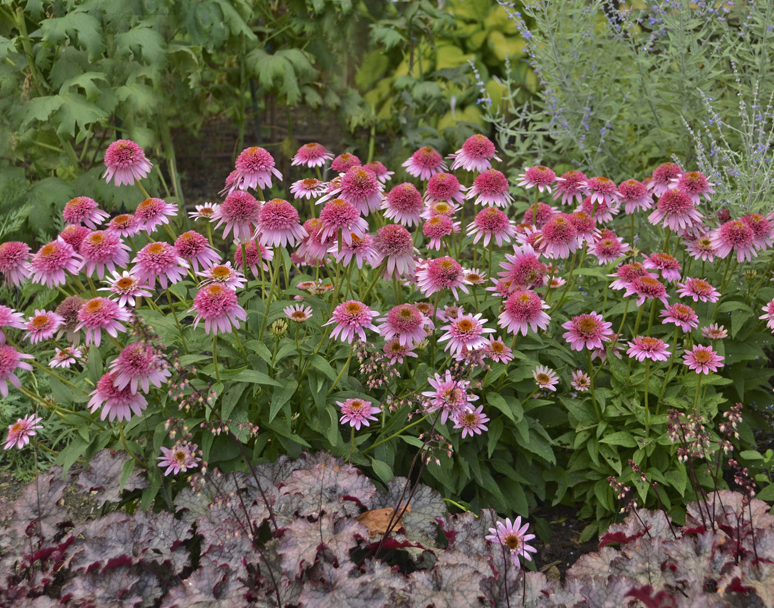 Echinacea butterfly kisses