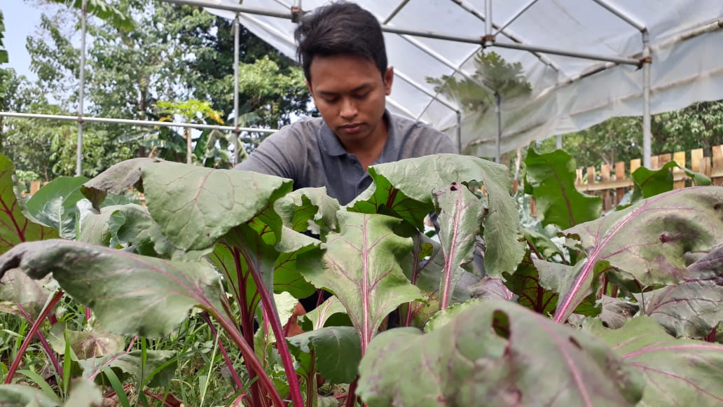 Peluang Bisnis Bit Merah Dataran Rendah - WartaBromo