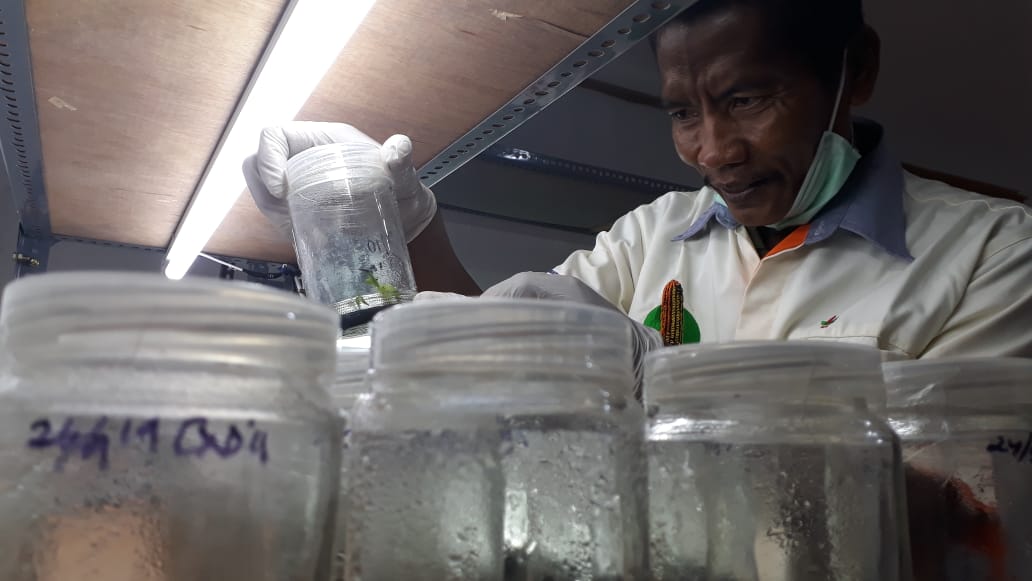 Mantan Kuli Bangunan Ini Sukses Kembangkan Kultur Jaringan - WartaBromo