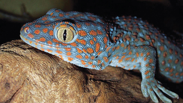 Tokek, Si “Cicak” Besar Penuh Misteri - WartaBromo