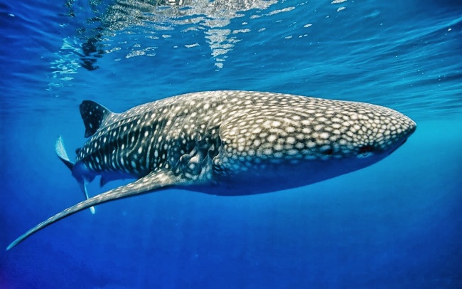 Taman Safari Prigen Siap Bantu Keluarkan Hiu Paus di PLTU Paiton -  WartaBromo