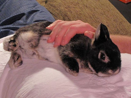Dan West's Rabbit Page 336_x_448_jpg