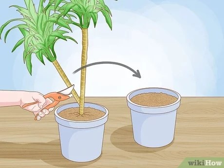 3 Ways To Prune Yucca Plants Wikihow 3 Ways To Prune Yucca Plants Wikihow