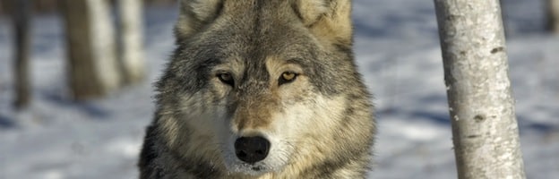 Lobo Gris Lobos Informacion Y Caracteristicas