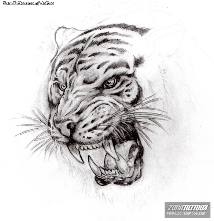 Diseño De Tigres, Animales 723_x_700_jpg