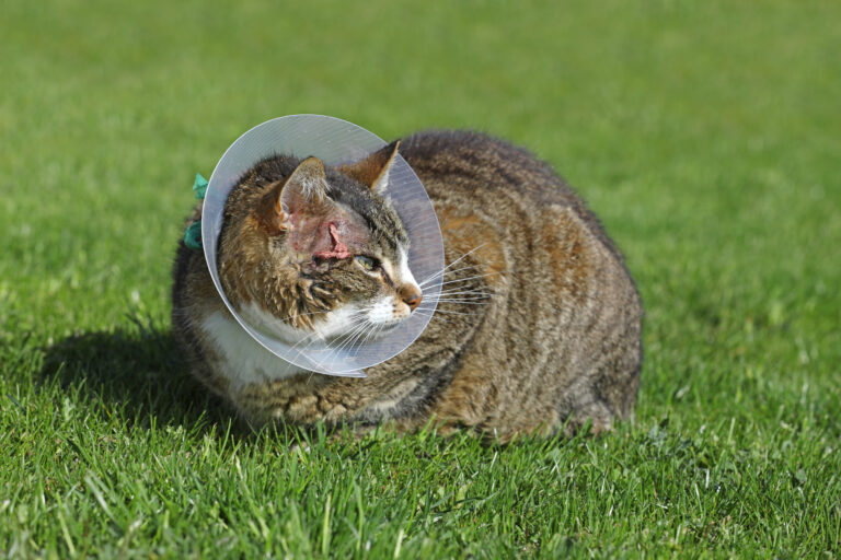 L’abcès chez le chat : causes et symptômes | Magazine zooplus
