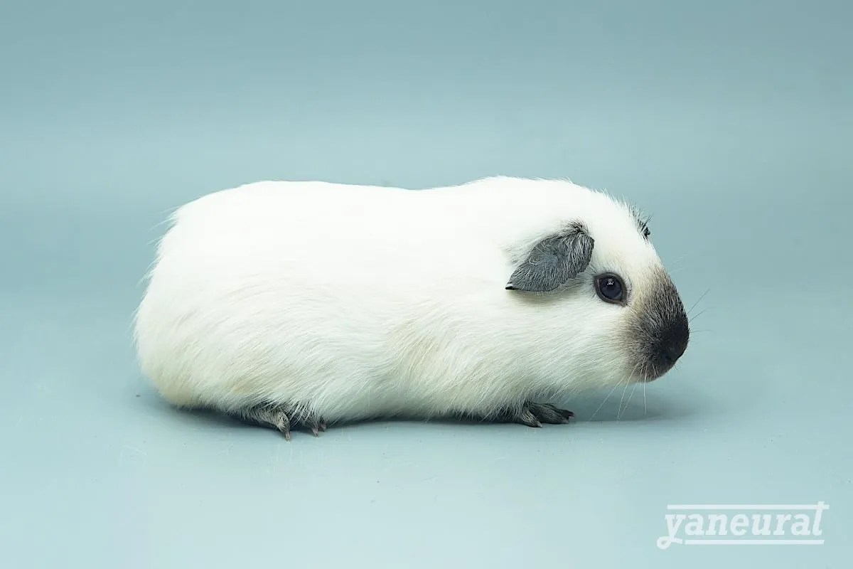 R01232】モルモット ロシアンスモーク ホワイト ￥sold out(税込)- | yaneurat