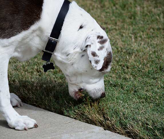 All 32+ Background Images why is my dog digging and eating dirt Superb