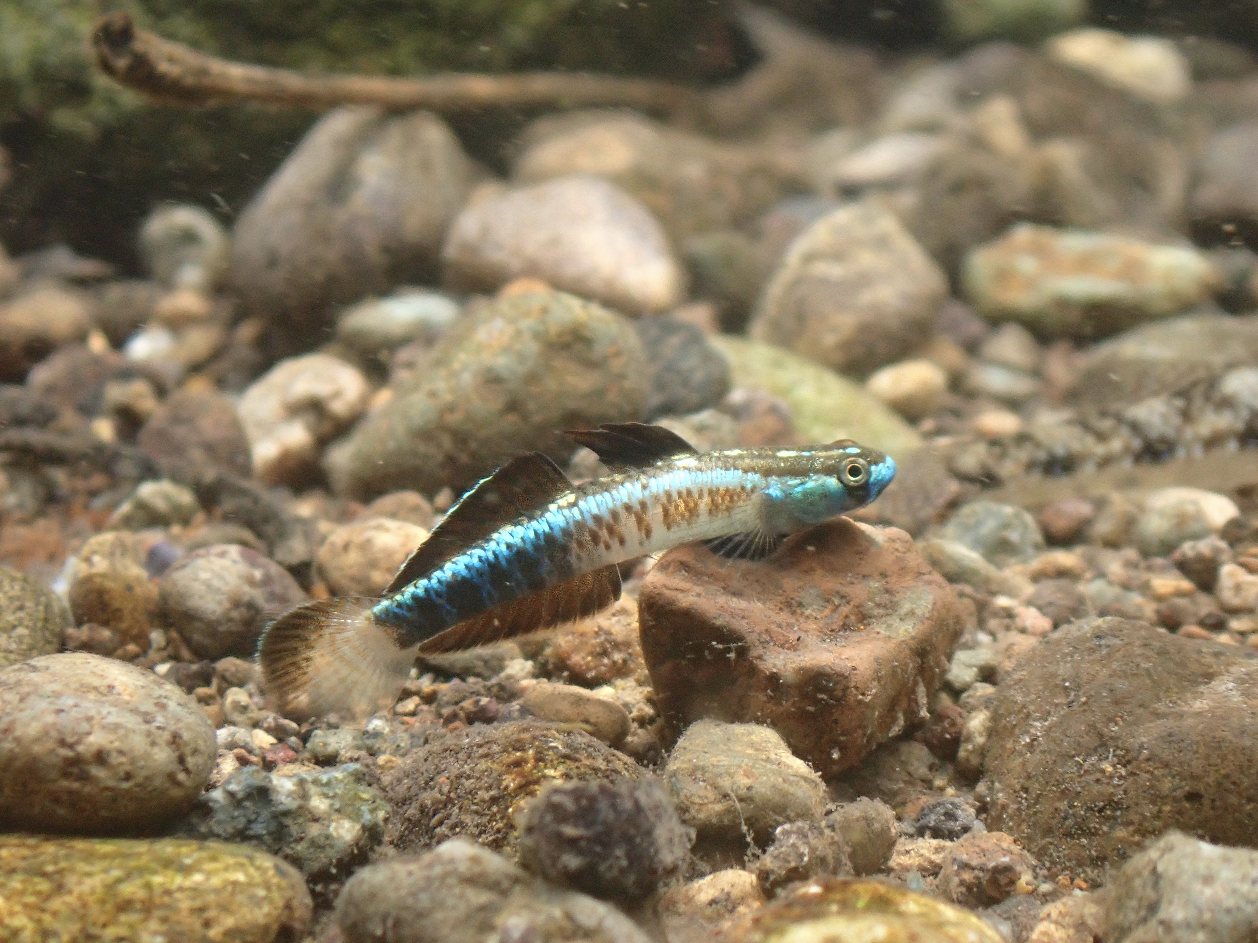 ナンヨウボウズハゼ(2023.04.20) - WEB魚図鑑