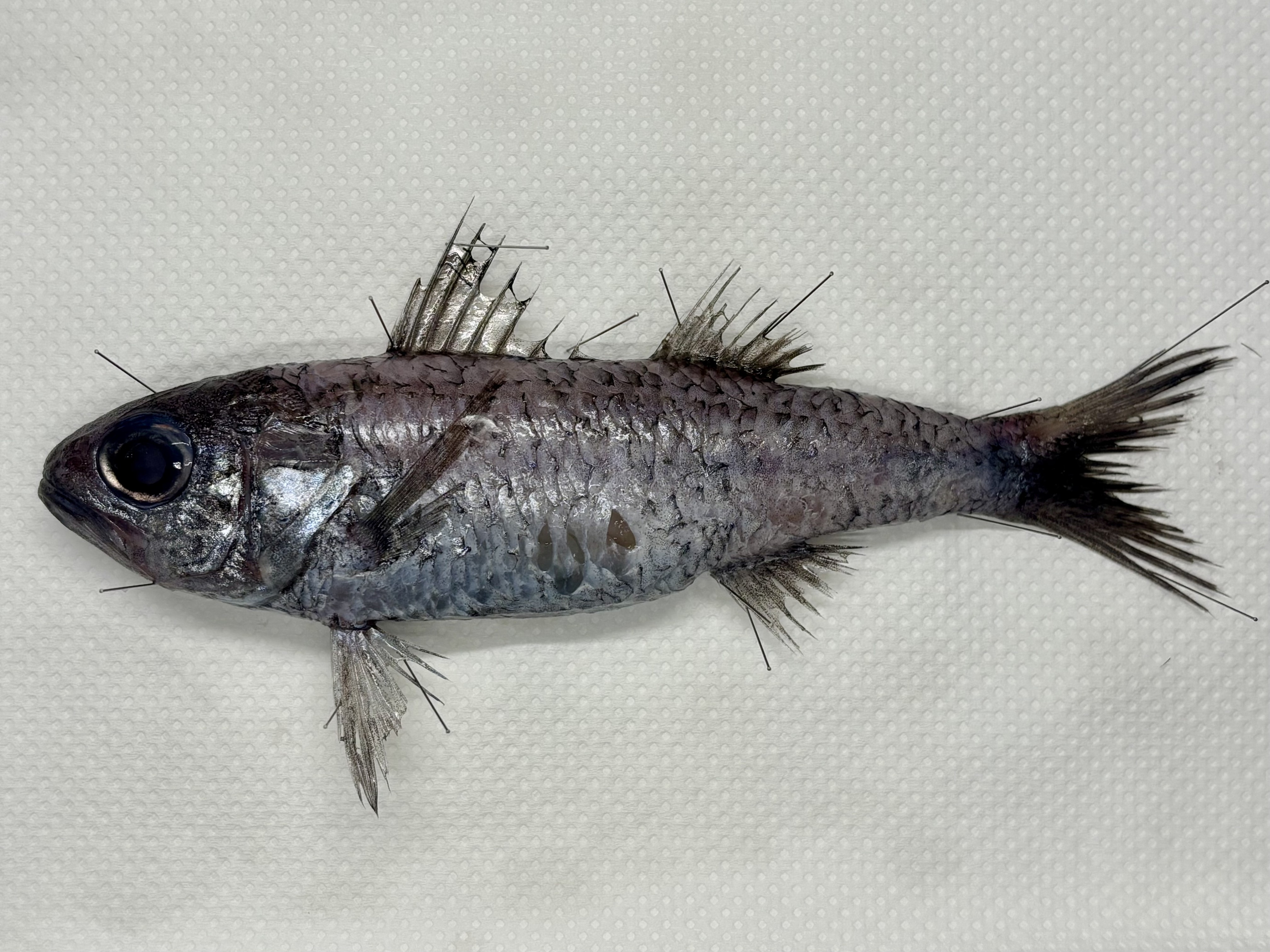 スミクイウオ(2025.04.26) - WEB魚図鑑