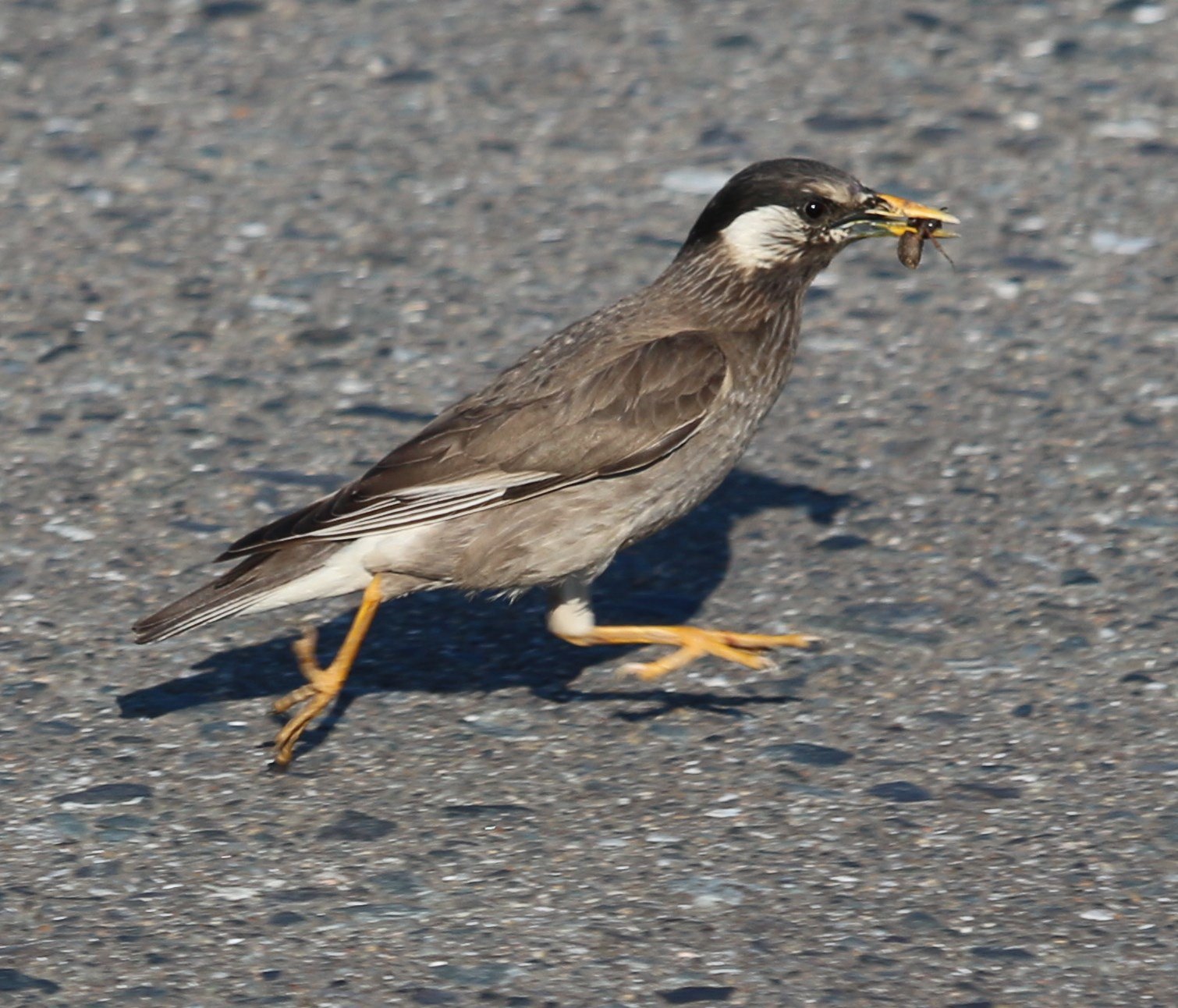 ムクドリ 食べ物
